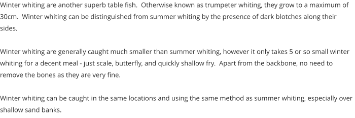 Winter whiting are another superb table fish.  Otherwise known as trumpeter whiting, they grow to a maximum of 30cm.  Winter whiting can be distinguished from summer whiting by the presence of dark blotches along their sides.  Winter whiting are generally caught much smaller than summer whiting, however it only takes 5 or so small winter whiting for a decent meal - just scale, butterfly, and quickly shallow fry.  Apart from the backbone, no need to remove the bones as they are very fine.  Winter whiting can be caught in the same locations and using the same method as summer whiting, especially over shallow sand banks.