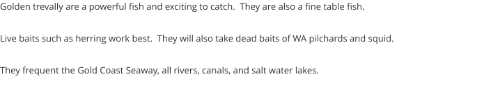 Golden trevally are a powerful fish and exciting to catch.  They are also a fine table fish.  Live baits such as herring work best.  They will also take dead baits of WA pilchards and squid.  They frequent the Gold Coast Seaway, all rivers, canals, and salt water lakes.