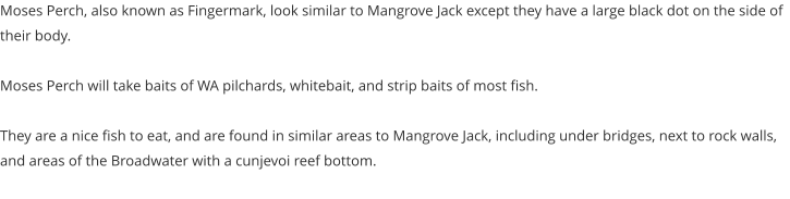 Moses Perch, also known as Fingermark, look similar to Mangrove Jack except they have a large black dot on the side of their body.  Moses Perch will take baits of WA pilchards, whitebait, and strip baits of most fish.  They are a nice fish to eat, and are found in similar areas to Mangrove Jack, including under bridges, next to rock walls, and areas of the Broadwater with a cunjevoi reef bottom.