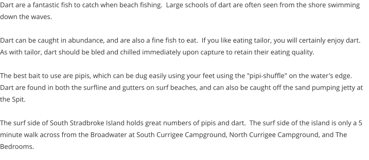 Dart are a fantastic fish to catch when beach fishing.  Large schools of dart are often seen from the shore swimming down the waves.  Dart can be caught in abundance, and are also a fine fish to eat.  If you like eating tailor, you will certainly enjoy dart. As with tailor, dart should be bled and chilled immediately upon capture to retain their eating quality.   The best bait to use are pipis, which can be dug easily using your feet using the "pipi-shuffle" on the water's edge. Dart are found in both the surfline and gutters on surf beaches, and can also be caught off the sand pumping jetty at the Spit.    The surf side of South Stradbroke Island holds great numbers of pipis and dart.  The surf side of the island is only a 5 minute walk across from the Broadwater at South Currigee Campground, North Currigee Campground, and The Bedrooms.
