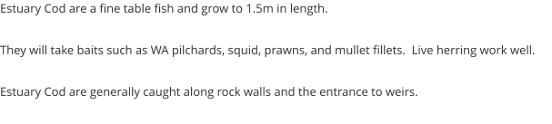 Estuary Cod are a fine table fish and grow to 1.5m in length.  They will take baits such as WA pilchards, squid, prawns, and mullet fillets.  Live herring work well.  Estuary Cod are generally caught along rock walls and the entrance to weirs.