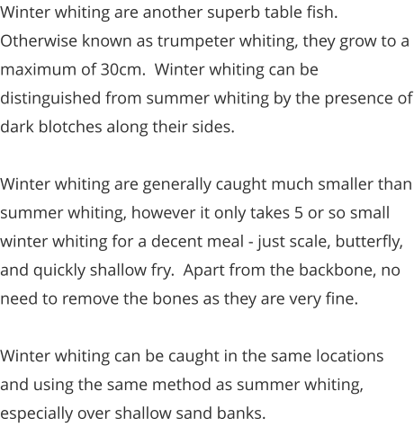 Winter whiting are another superb table fish.  Otherwise known as trumpeter whiting, they grow to a maximum of 30cm.  Winter whiting can be distinguished from summer whiting by the presence of dark blotches along their sides.  Winter whiting are generally caught much smaller than summer whiting, however it only takes 5 or so small winter whiting for a decent meal - just scale, butterfly, and quickly shallow fry.  Apart from the backbone, no need to remove the bones as they are very fine.  Winter whiting can be caught in the same locations and using the same method as summer whiting, especially over shallow sand banks.