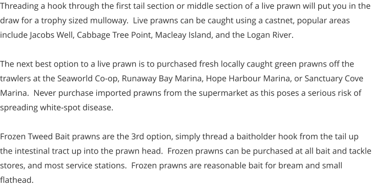 Threading a hook through the first tail section or middle section of a live prawn will put you in the draw for a trophy sized mulloway.  Live prawns can be caught using a castnet, popular areas include Jacobs Well, Cabbage Tree Point, Macleay Island, and the Logan River.  The next best option to a live prawn is to purchased fresh locally caught green prawns off the trawlers at the Seaworld Co-op, Runaway Bay Marina, Hope Harbour Marina, or Sanctuary Cove Marina.  Never purchase imported prawns from the supermarket as this poses a serious risk of spreading white-spot disease.  Frozen Tweed Bait prawns are the 3rd option, simply thread a baitholder hook from the tail up the intestinal tract up into the prawn head.  Frozen prawns can be purchased at all bait and tackle stores, and most service stations.  Frozen prawns are reasonable bait for bream and small flathead.